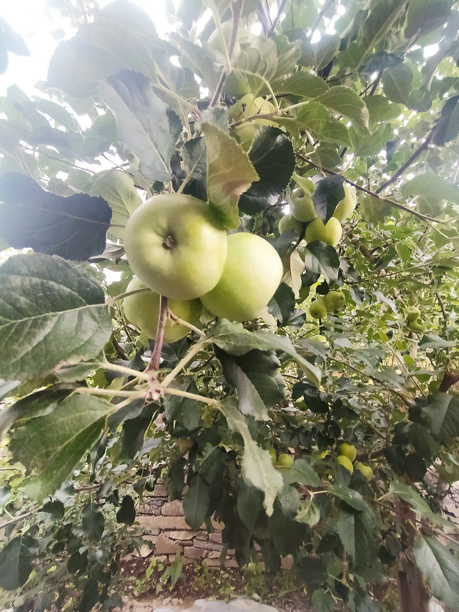 2023夏 黔赣鄂渝川（162）古老官寨焕新生