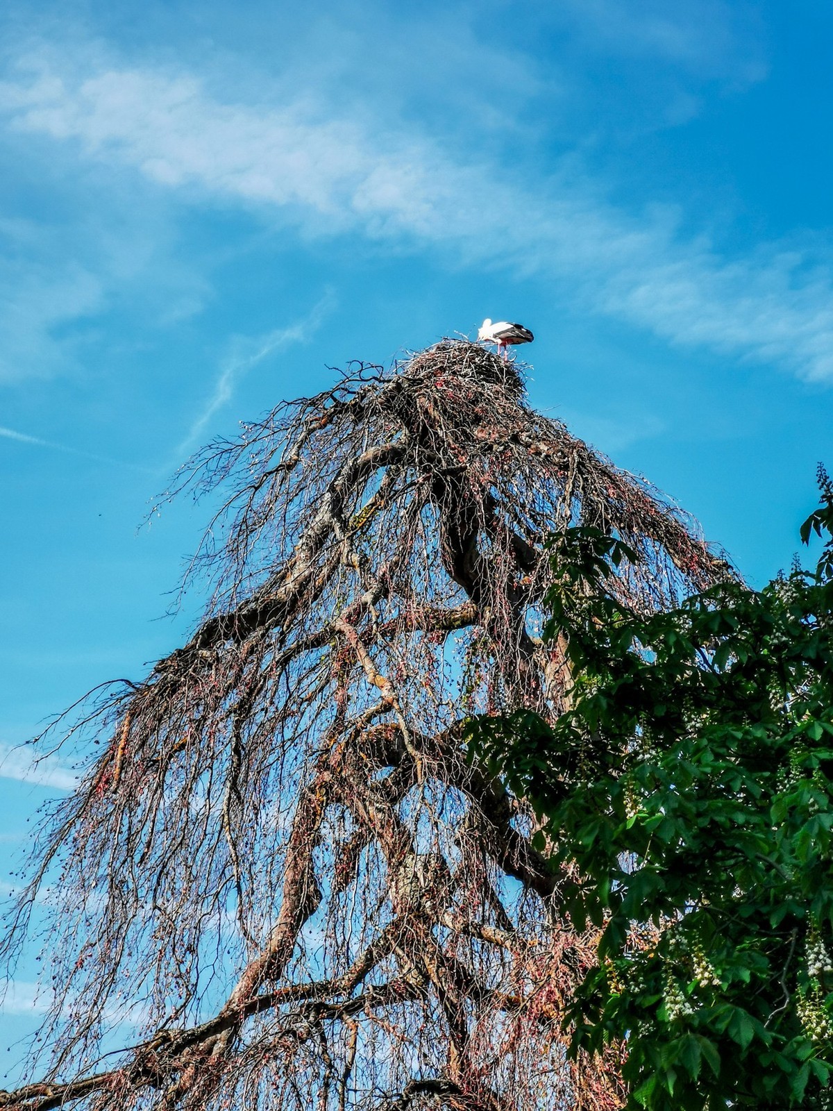 摄鸟（请假篇）：请假一个月，敬请大版们关注支持本星空(中国)！！！