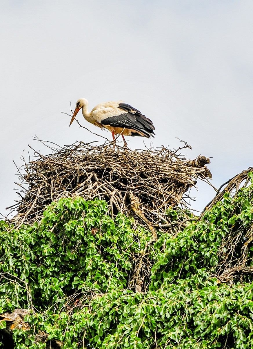 摄鸟（请假篇）：请假一个月，敬请大版们关注支持本星空(中国)！！！