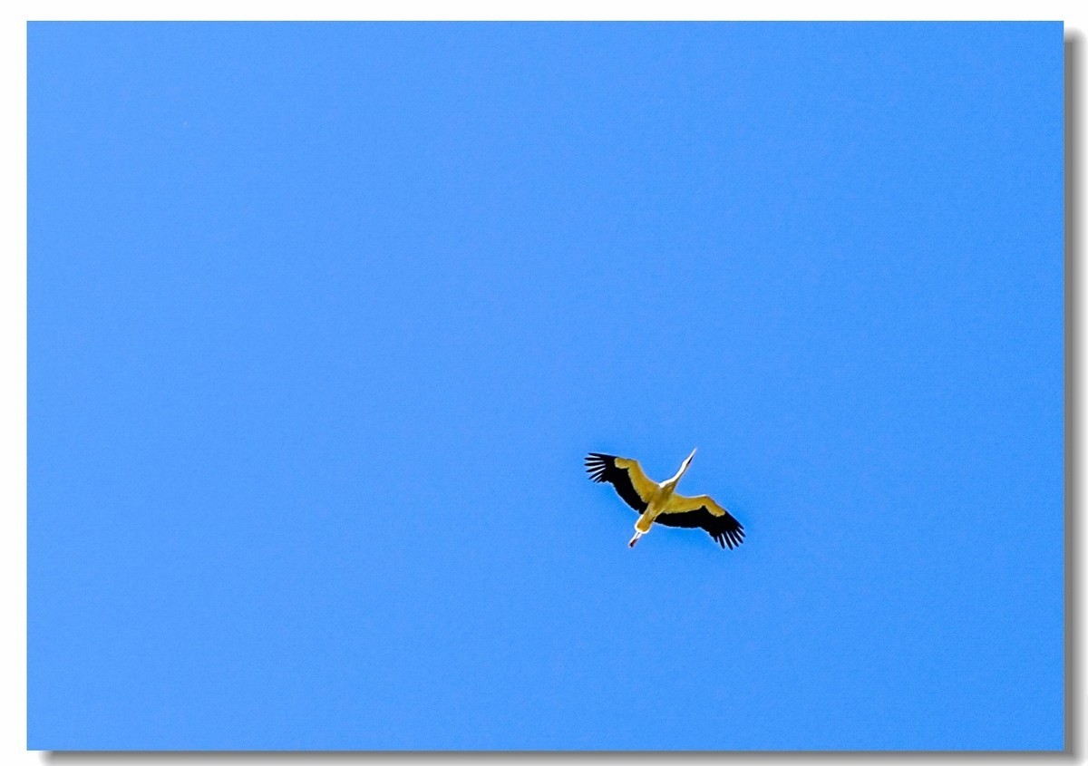 摄鸟（请假篇）：请假一个月，敬请大版们关注支持本星空(中国)！！！