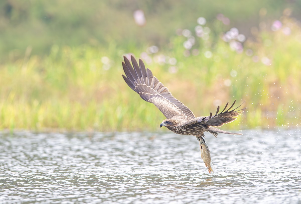 黑耳鸢捕魚瞬间