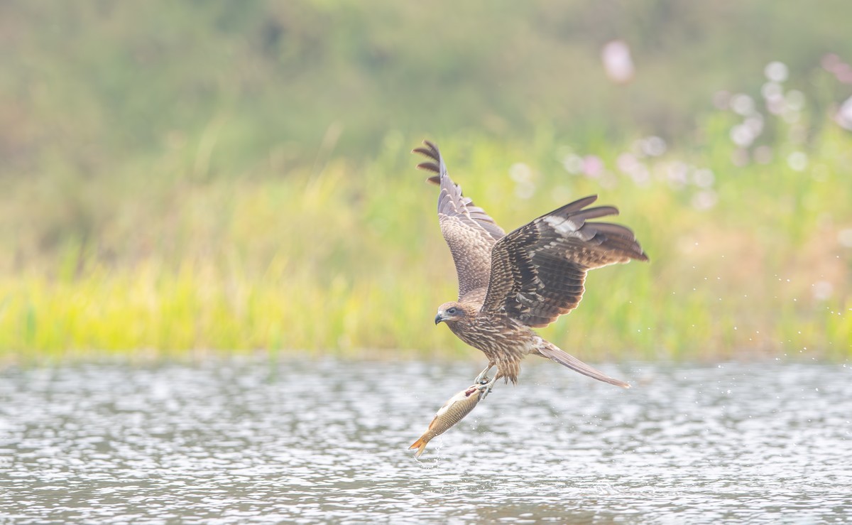 黑耳鸢捕魚瞬间