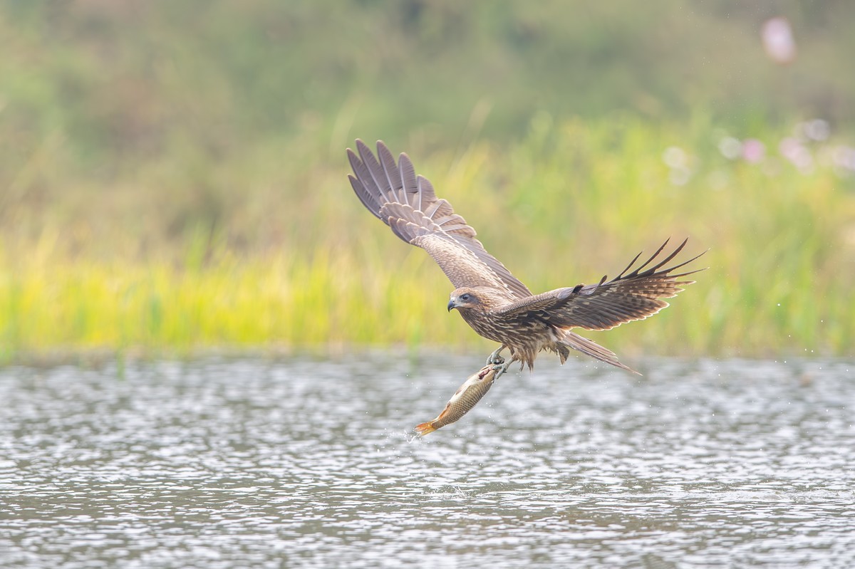 黑耳鸢捕魚瞬间
