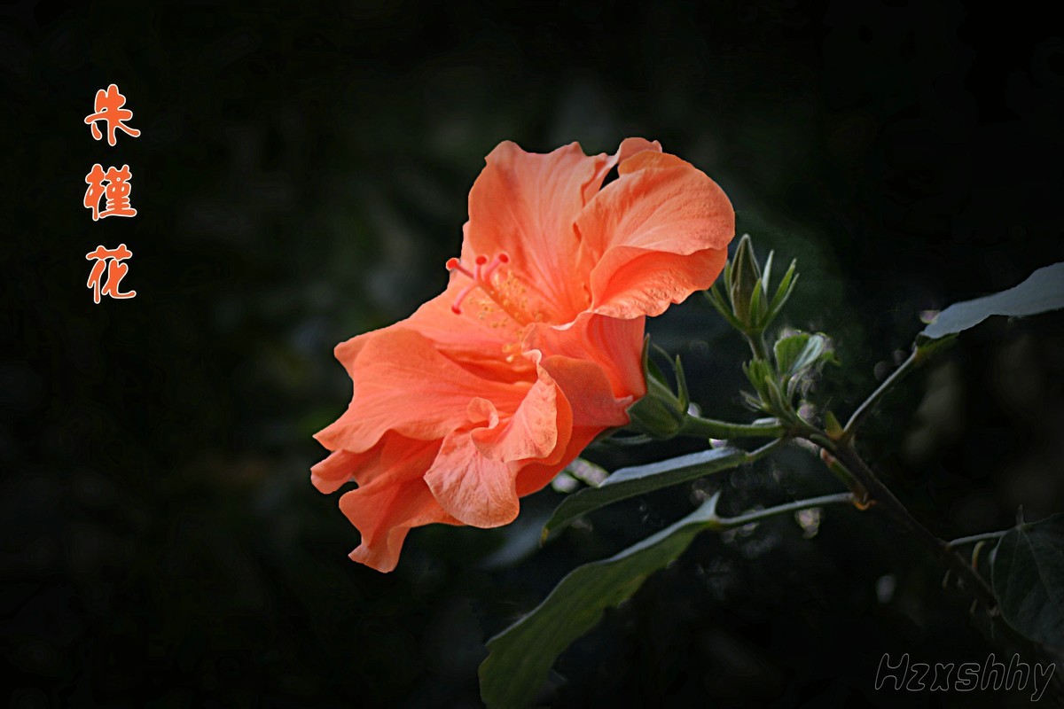 朱槿花（2024295）