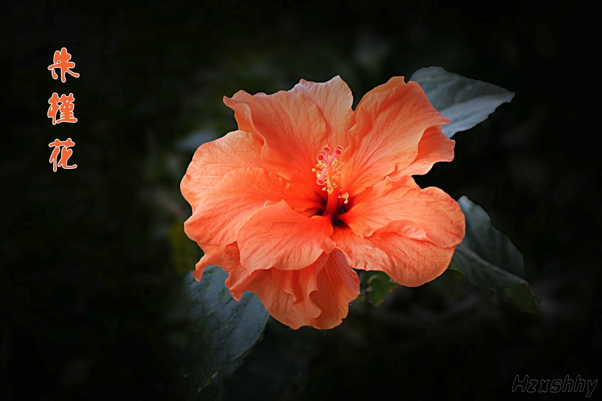 朱槿花（2024295）