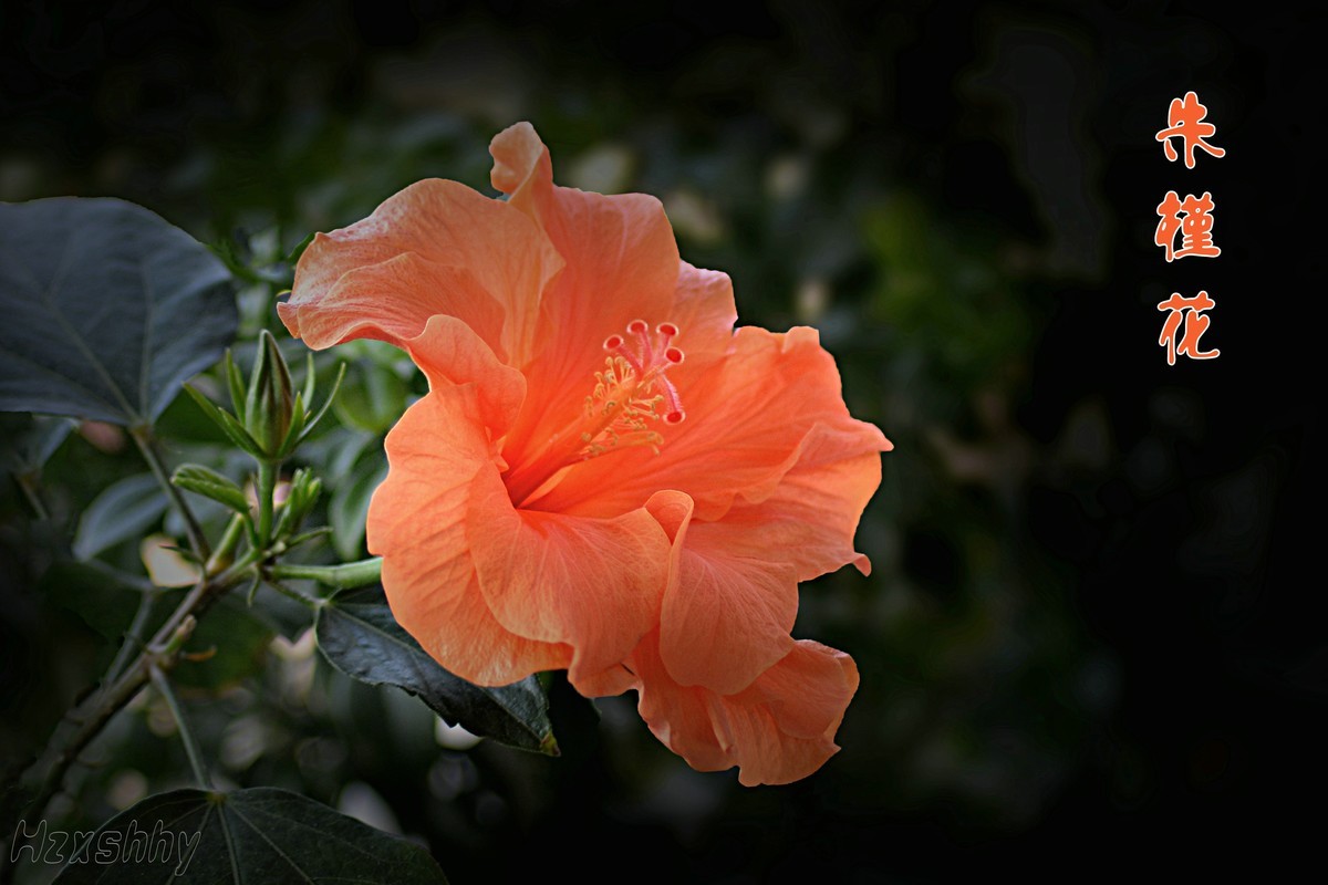 朱槿花（2024295）