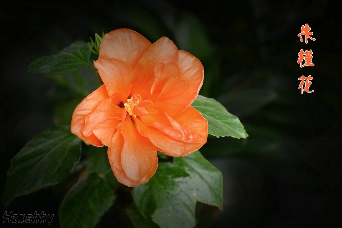 朱槿花（2024295）