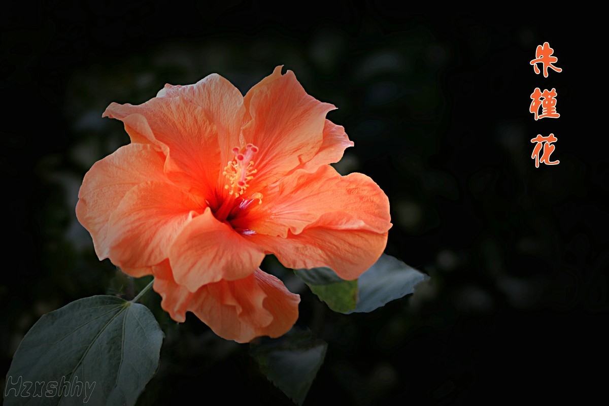 朱槿花（2024295）