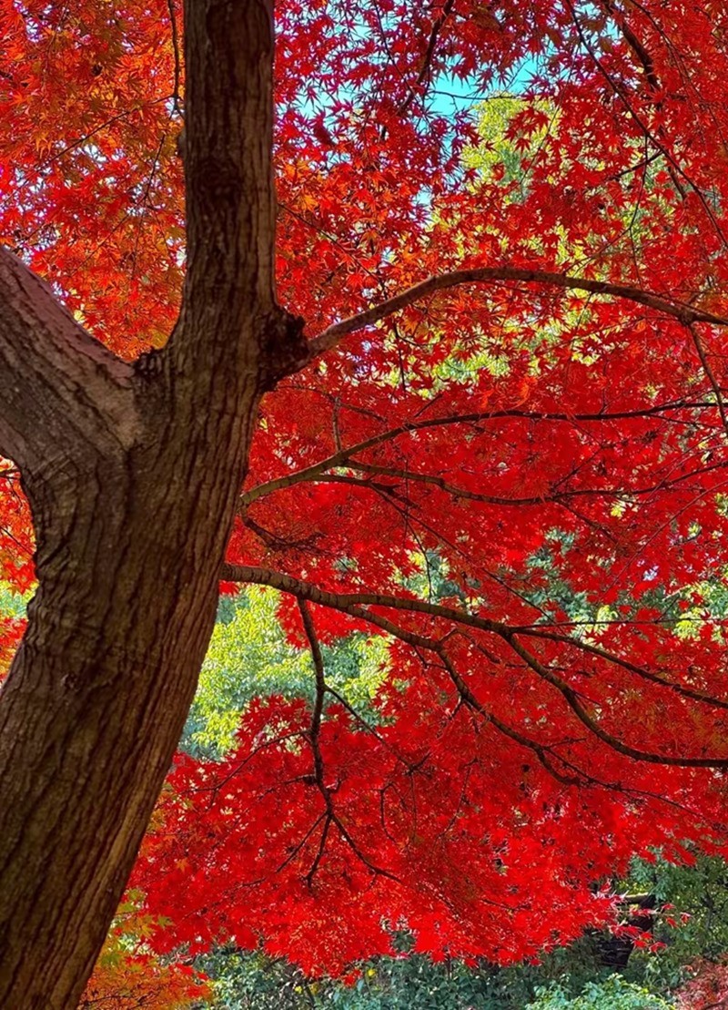 烈士公园最美的初冬