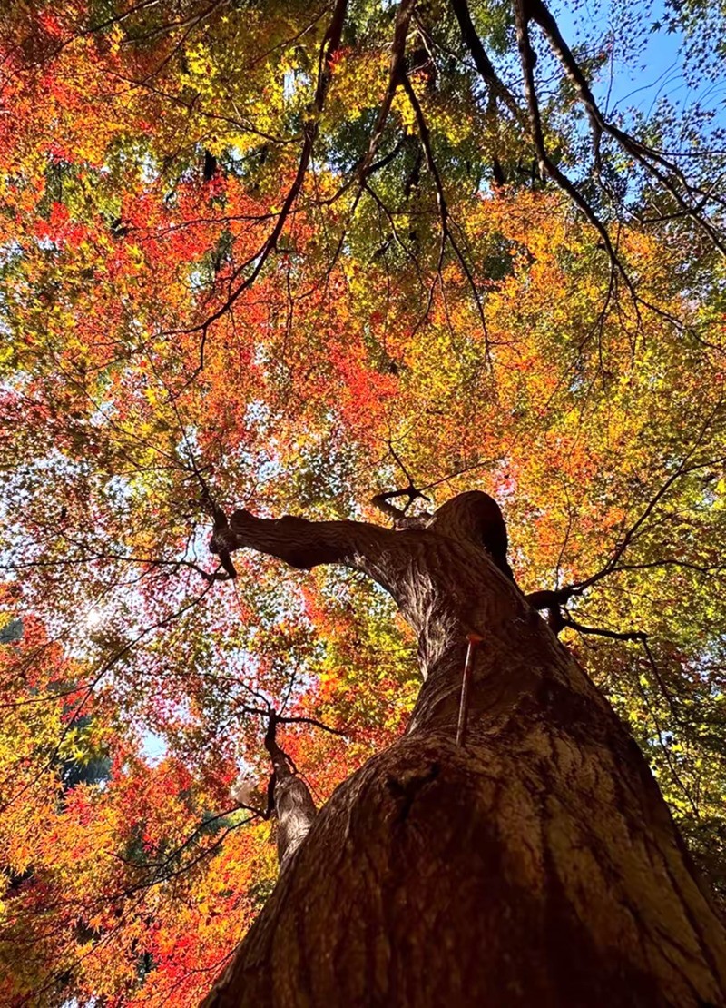 烈士公园最美的初冬