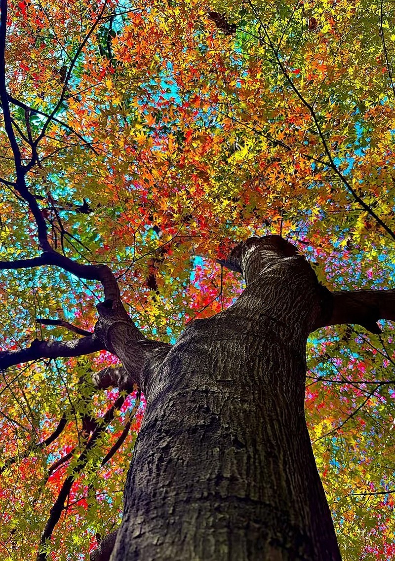 烈士公园最美的初冬