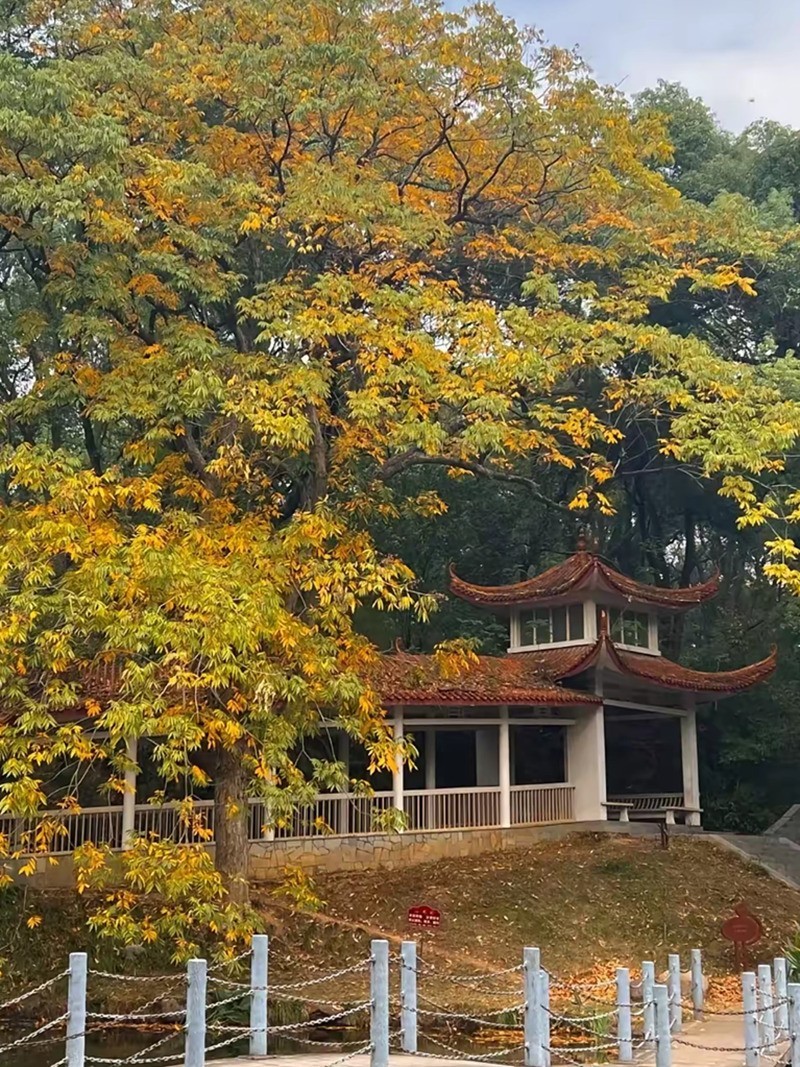 烈士公园最美的初冬