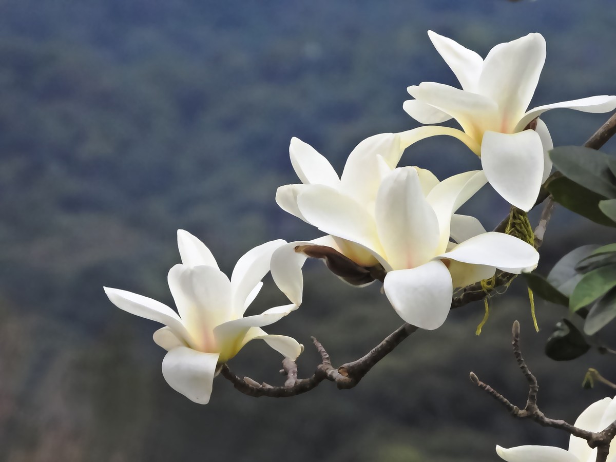 东阳阿婆四句宝花图片图片