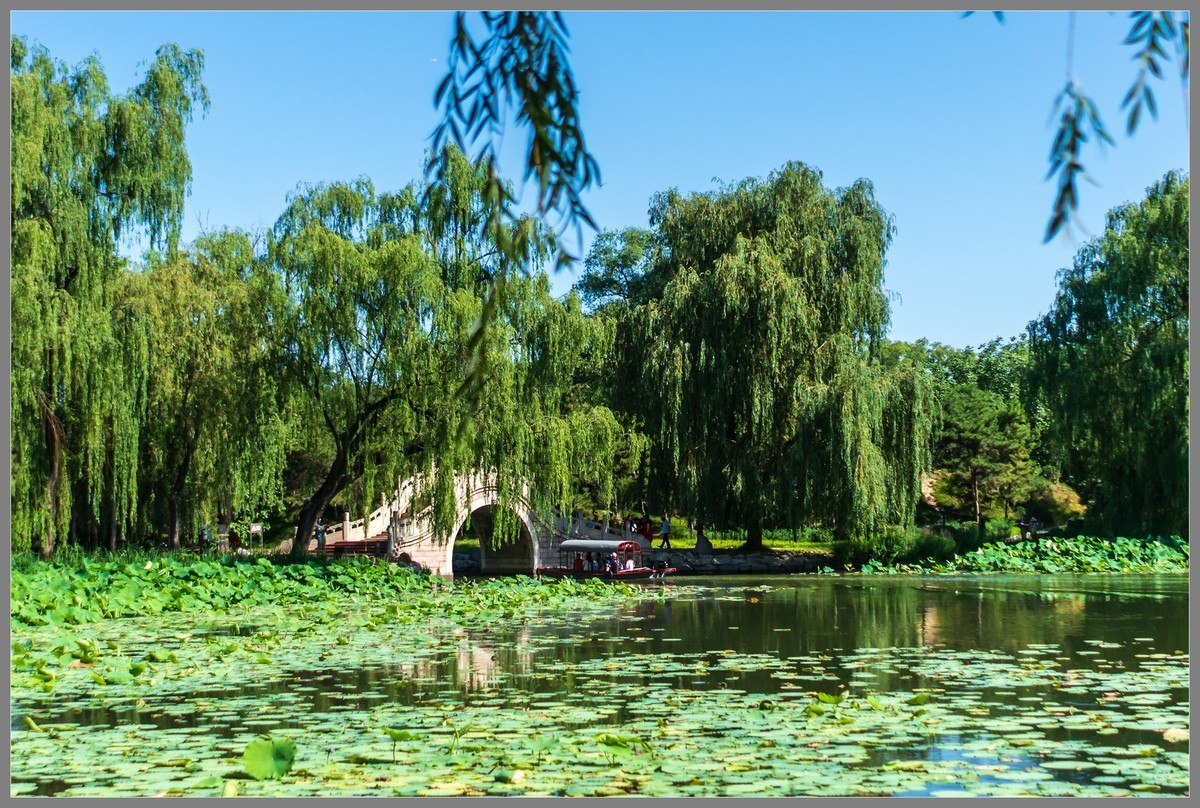 夏日圆明园随拍