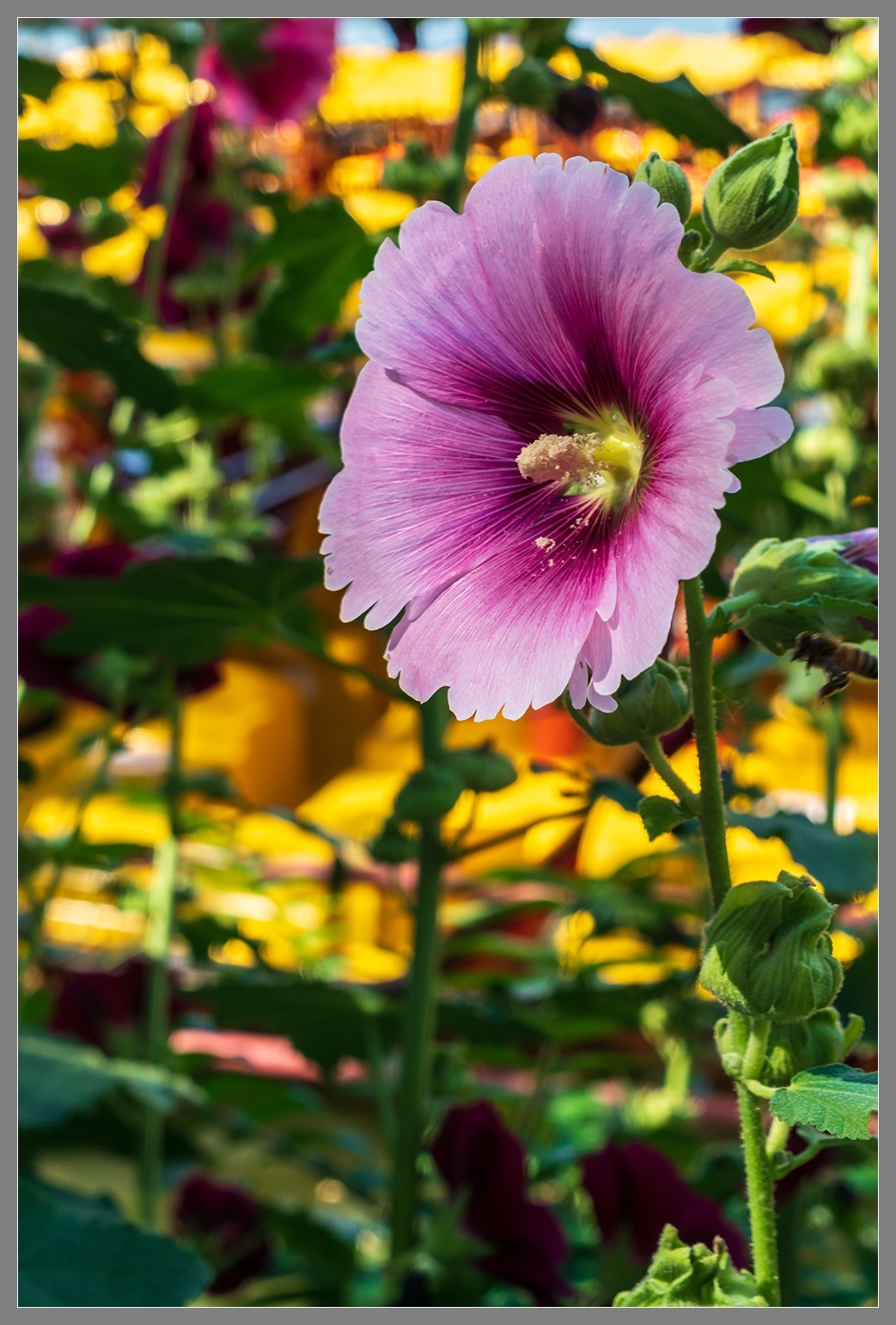 夏日圆明园随拍