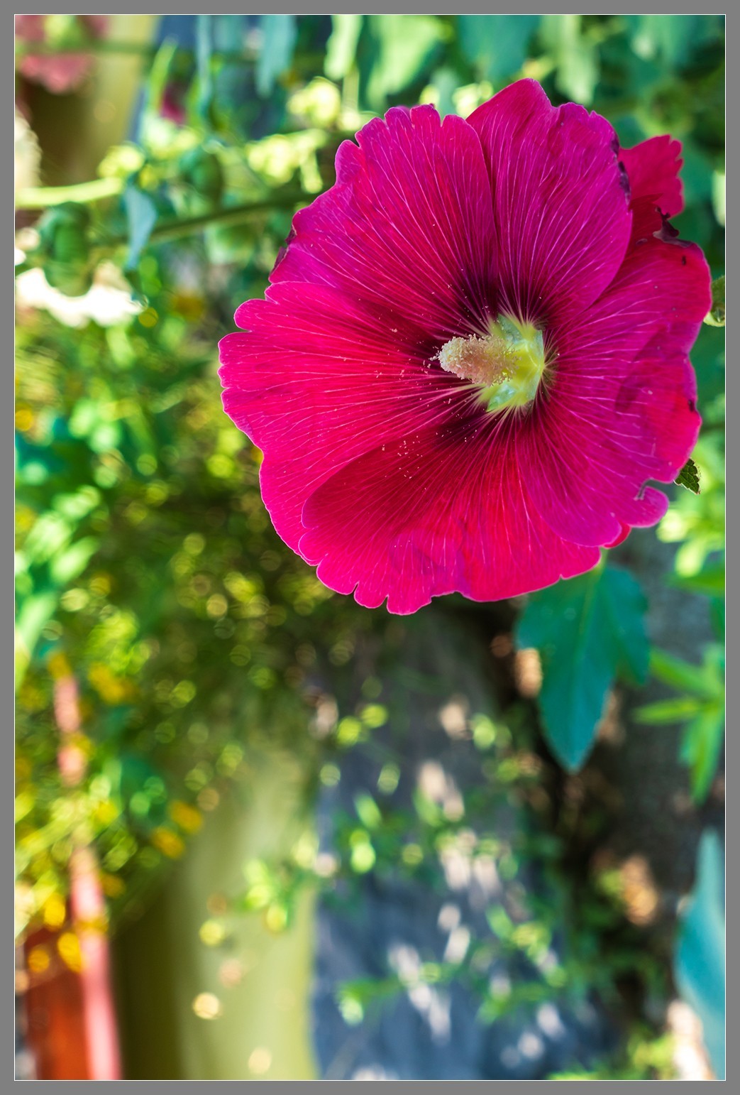 夏日圆明园随拍