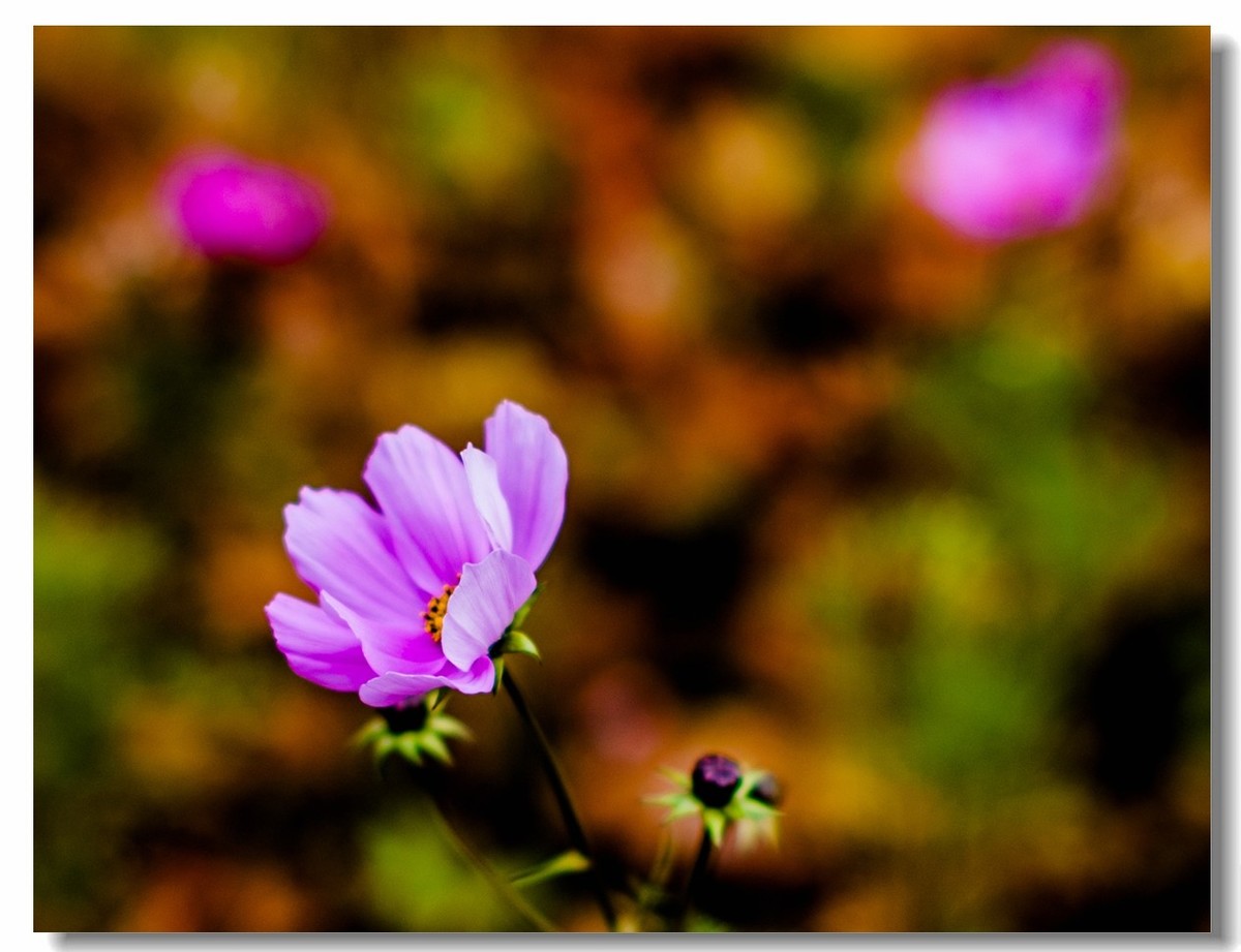 秋色花草