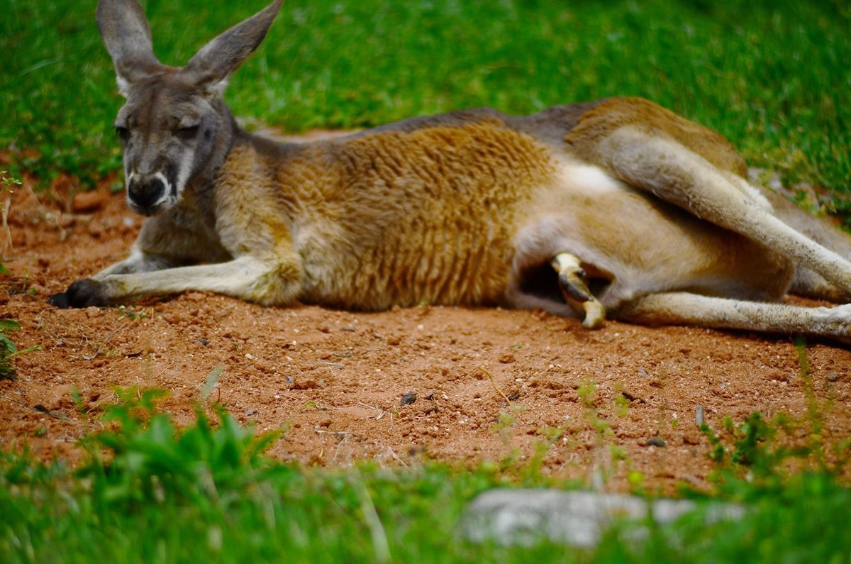 花卉系列【4755】
