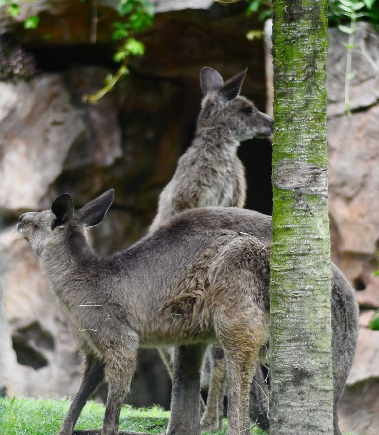 花卉系列【4755】