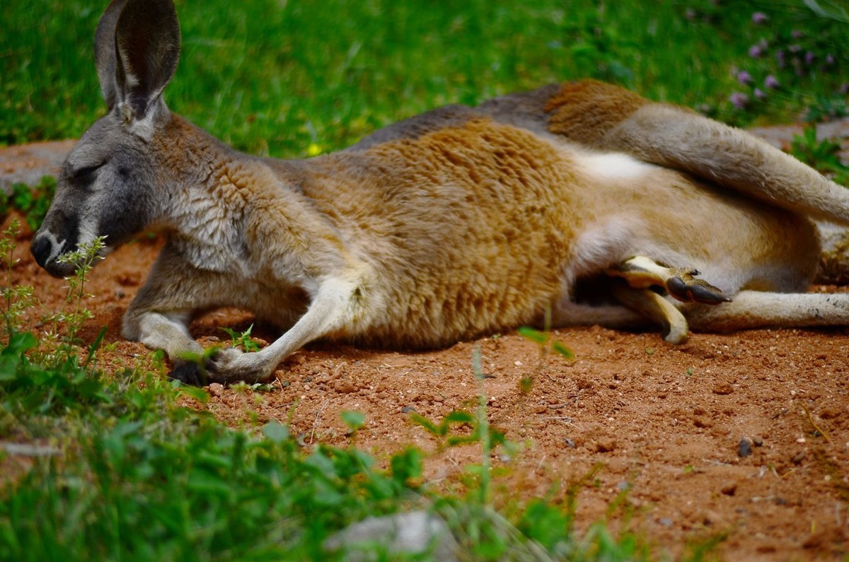 花卉系列【4755】