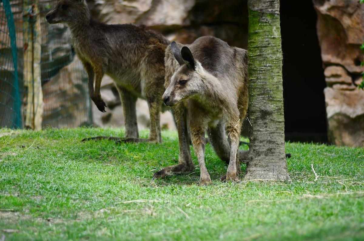 花卉系列【4755】