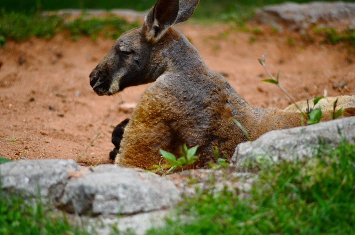花卉系列【4755】