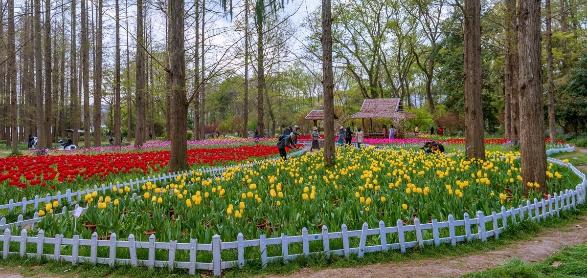 #花开春光寻美景# 忙碌在郁金香花园里的拍客