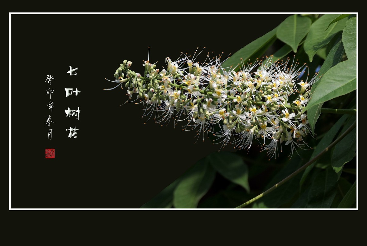 银蕊飘飘的七叶树花