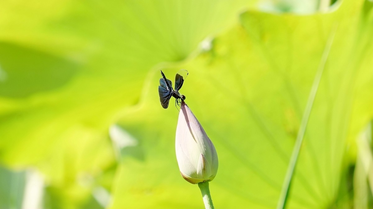 小荷才露尖尖角    早有蜻蜓立上头