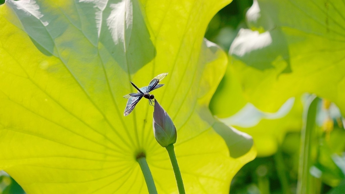 小荷才露尖尖角    早有蜻蜓立上头