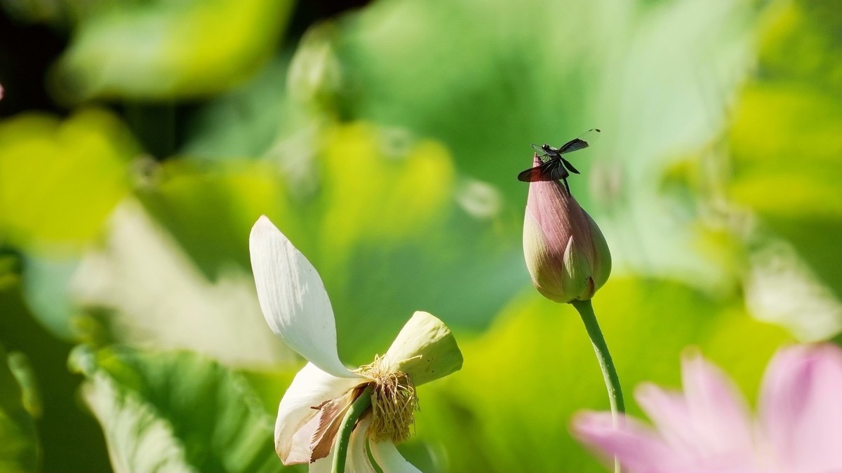 小荷才露尖尖角    早有蜻蜓立上头