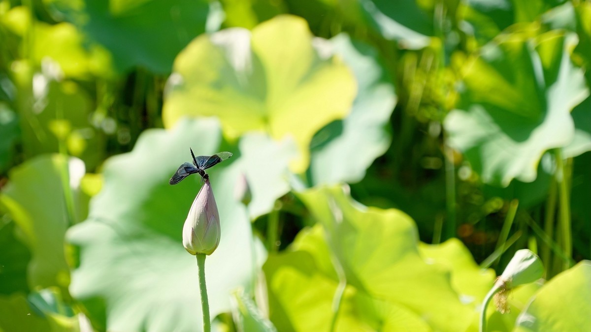 小荷才露尖尖角    早有蜻蜓立上头