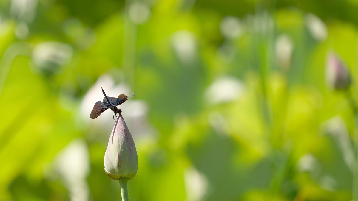 小荷才露尖尖角    早有蜻蜓立上头
