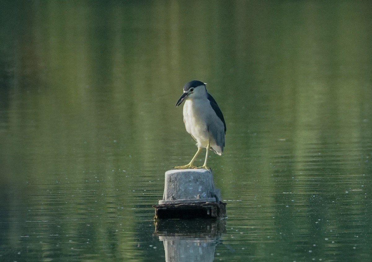 鸟类片（114）-----夜鹭扑鱼（上）
