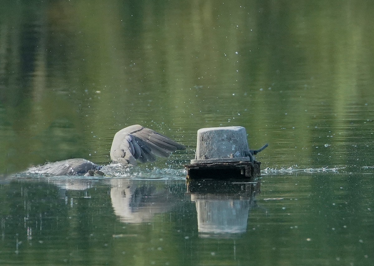鸟类片（114）-----夜鹭扑鱼（上）