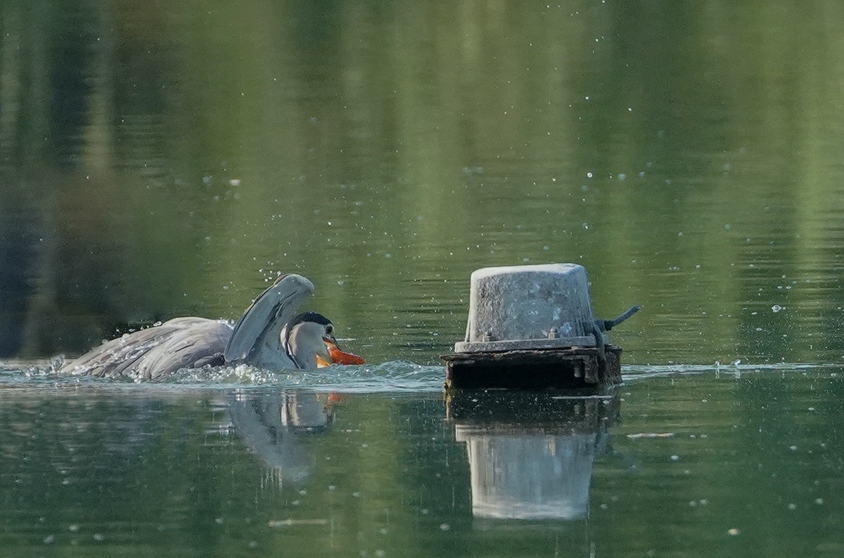 鸟类片（114）-----夜鹭扑鱼（上）