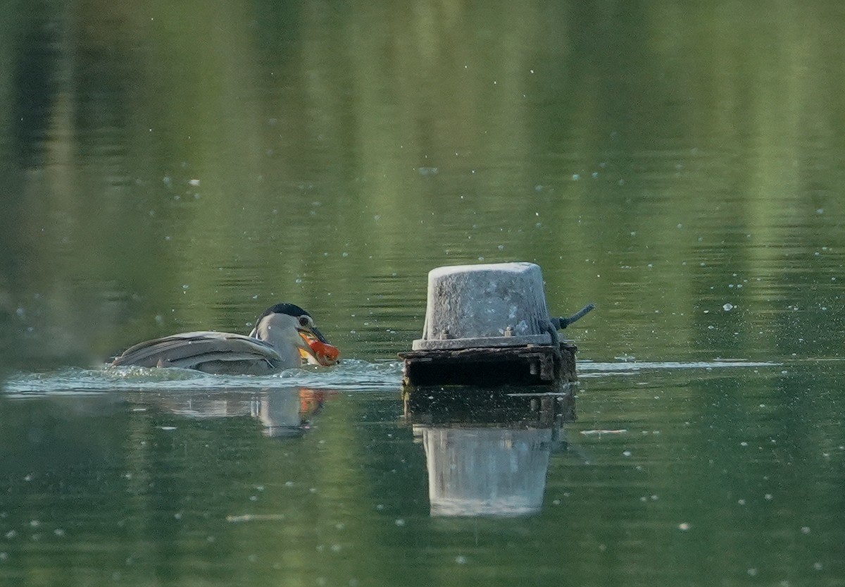 鸟类片（114）-----夜鹭扑鱼（上）