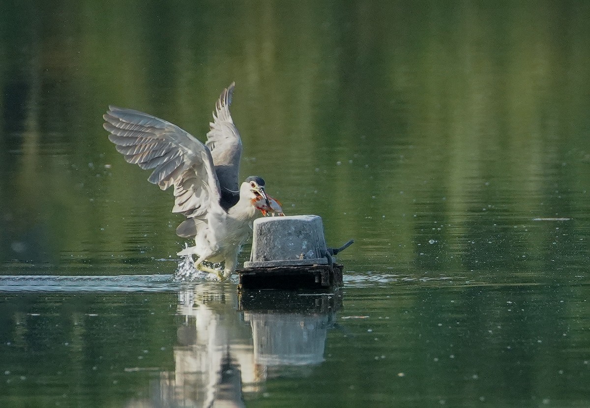 鸟类片（114）-----夜鹭扑鱼（上）