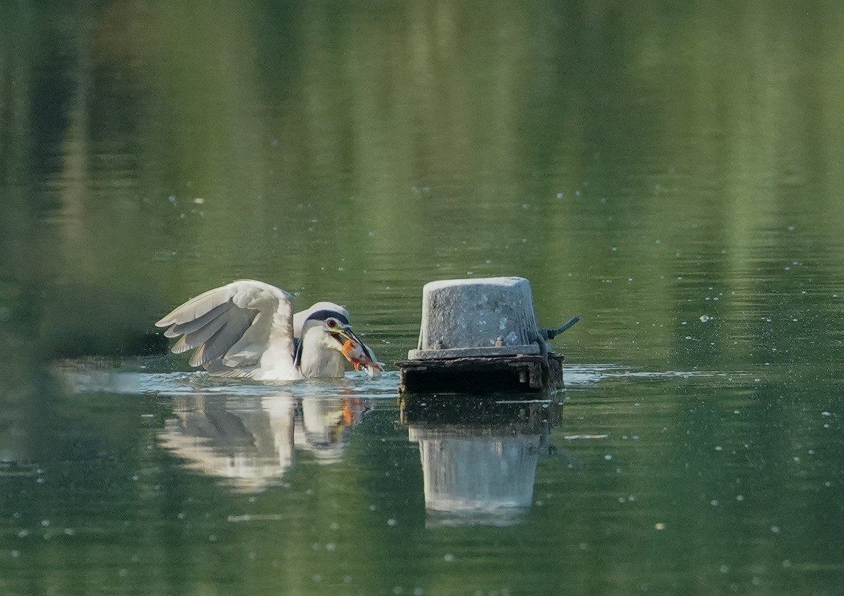 鸟类片（114）-----夜鹭扑鱼（上）