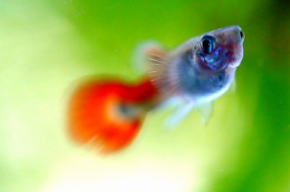 《不老松：纪实摄影》热带鱼！