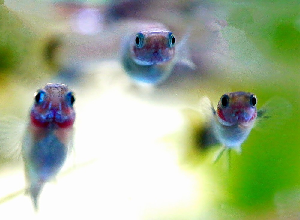 《不老松：纪实摄影》热带鱼！