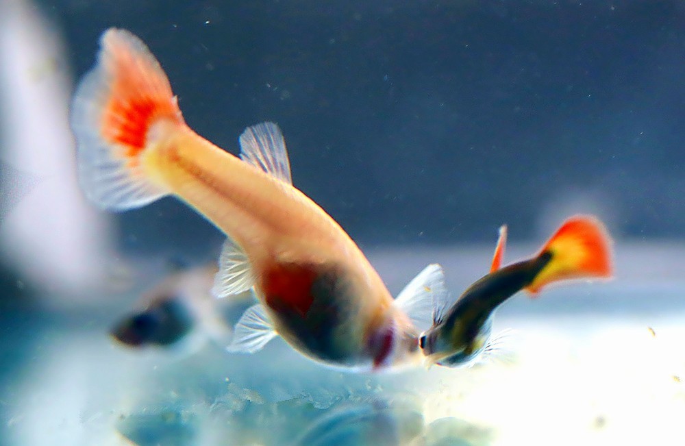 《不老松：纪实摄影》热带鱼！