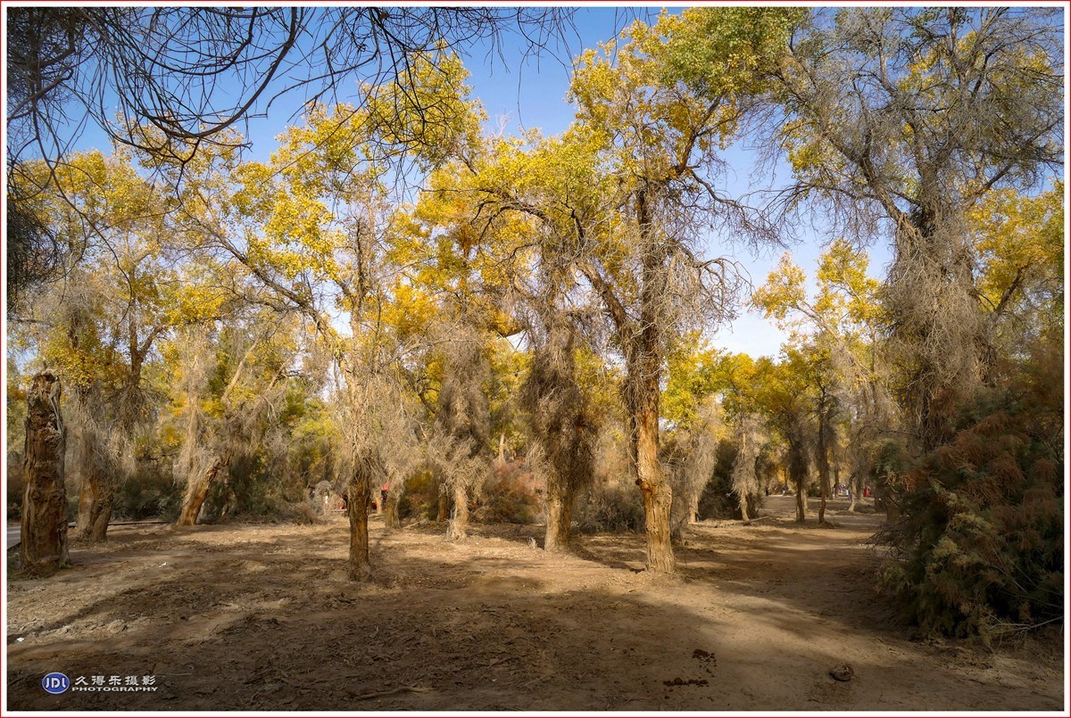 2024-（029）轮台塔里木河胡杨林（十二）