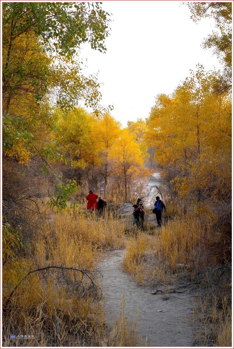 2024-（029）轮台塔里木河胡杨林（十二）