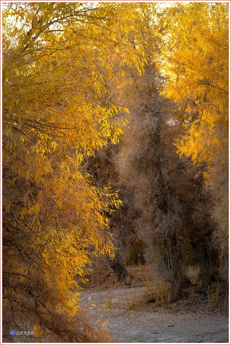 2024-（029）轮台塔里木河胡杨林（十二）