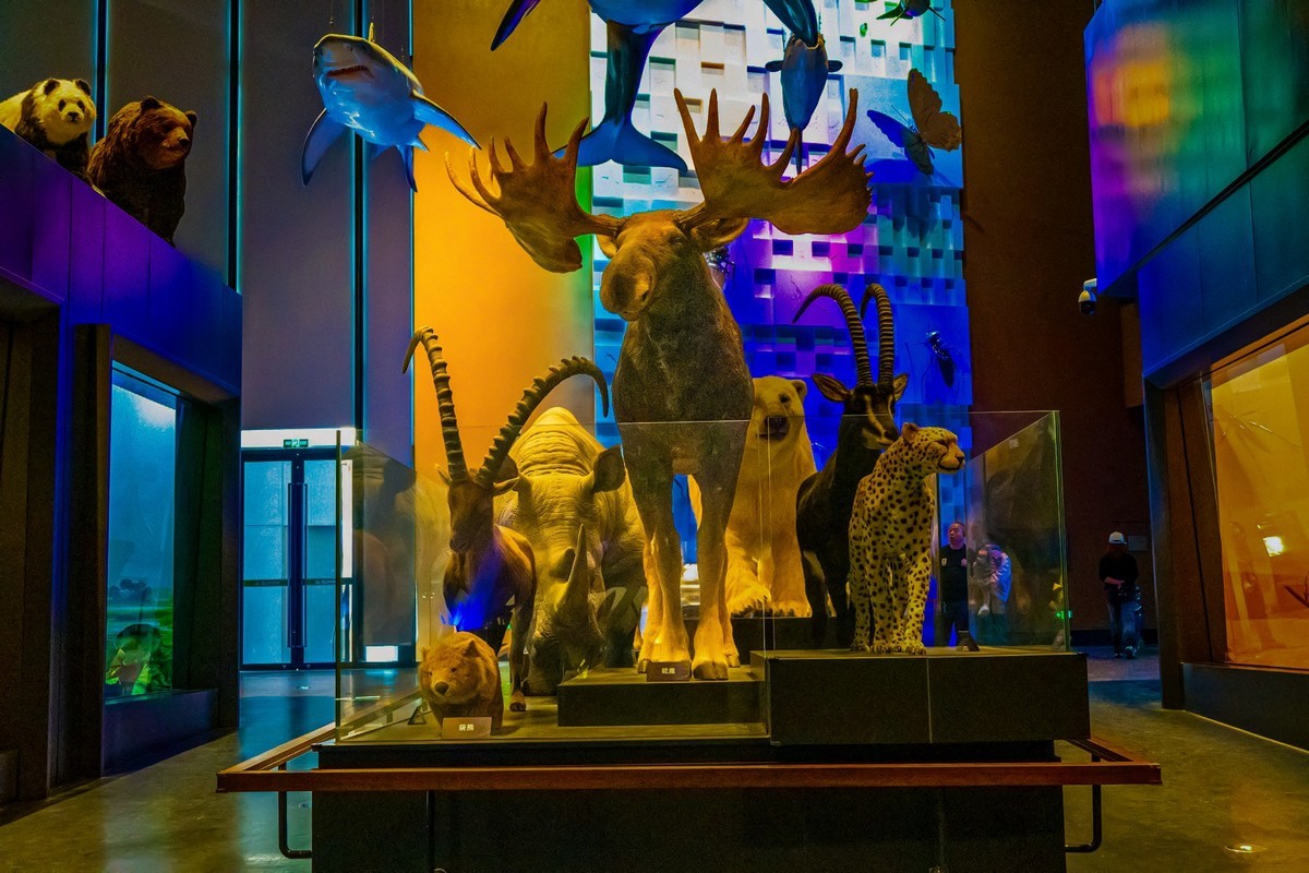 参观古生物馆—(再续)