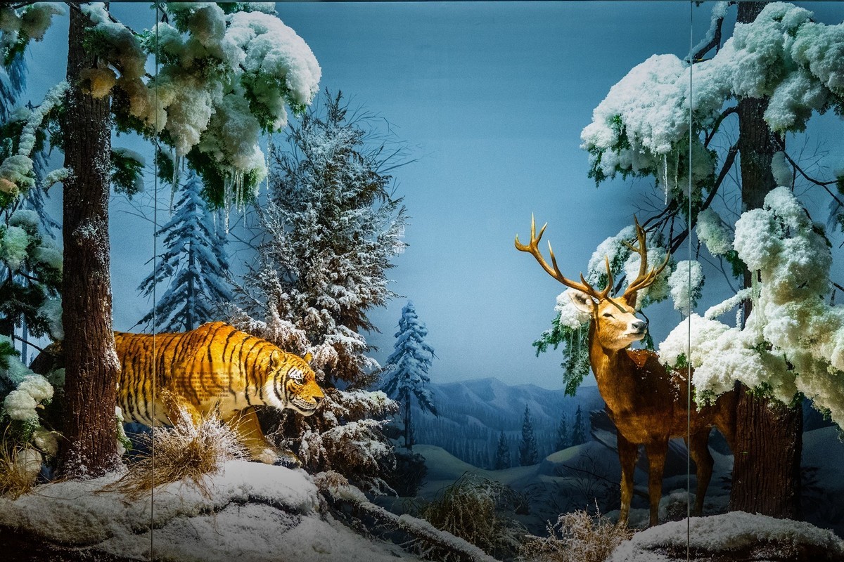 参观古生物馆—(再续)