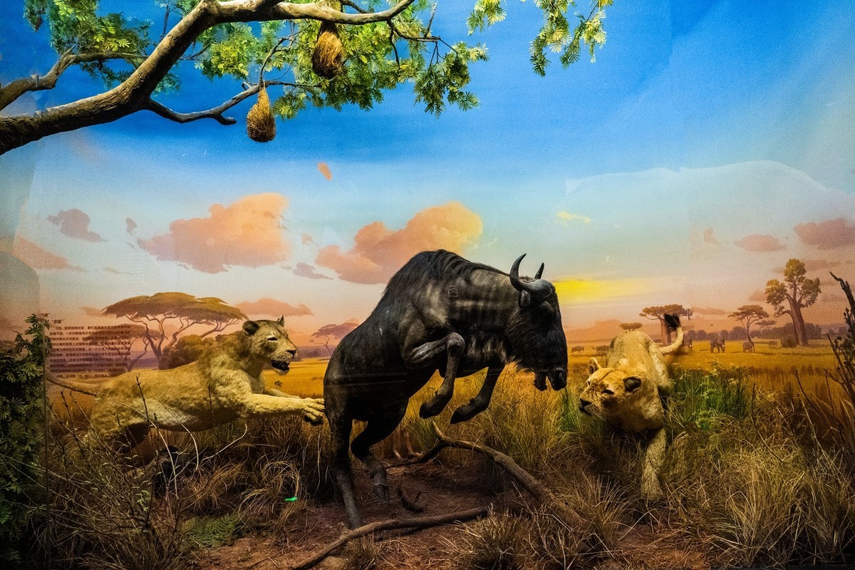 参观古生物馆—(再续)