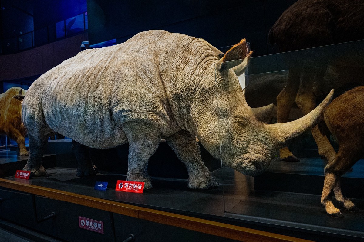 参观古生物馆—(再续)