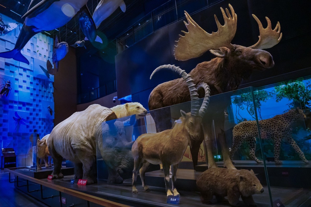 参观古生物馆—(再续)